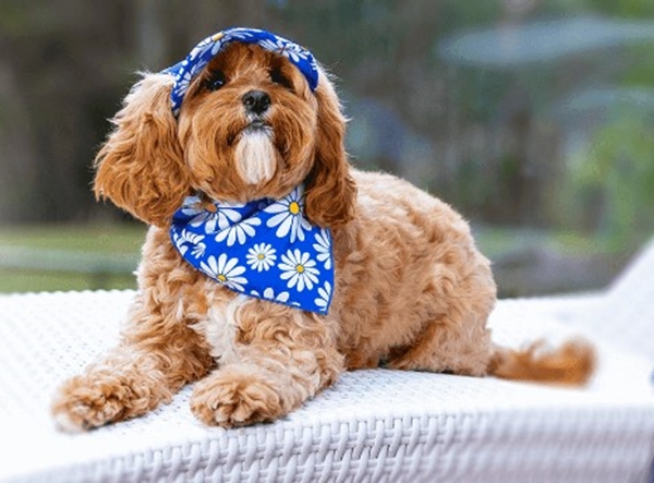 Trained Pet from Animal Extras